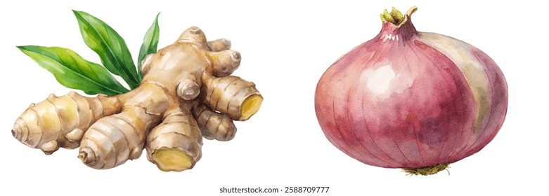 Fresh ginger root, vibrant onion, watercolor illustration, botanical art, culinary ingredients, organic produce, healthy cooking.