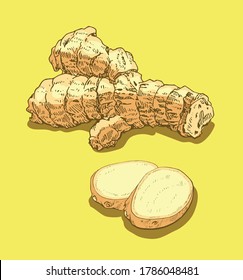 Fresh ginger root, whole and slices isolated, organic vegetarian food ingredient, medicine herb, package design element, vector illustration on color background