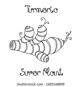 fresh ginger or turmeric root, culinary spice for cooking, herbal plant, healthy food, vector illustration with black contour lines isolated on white background in cartoon & hand drawn style