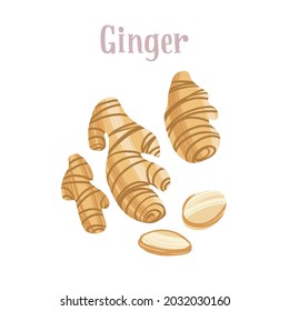 Fresh ginger, whole and sliced root. Healthy nutrition product. Vector hand drawn flat isolated illustration with dry brush texture and hand written lettering for your design.