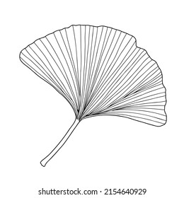 Fresh ginkgo leaf black and white outline hand drawn vector illustration, floral medicinal organic detailed plant, Japanese cultural symbol, eco-friendly environment concept