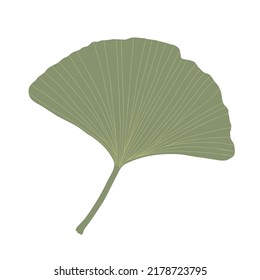 Fresh ginkgo leaves flat style simple hand drawn vector illustration, floral medicinal organic detailed plant, Japanese cultural symbol, eco-friendly environment concept