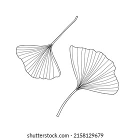 Fresh ginkgo leaves set black and white outline hand drawn vector illustration, floral medicinal organic detailed plant, Japanese cultural symbol, eco-friendly environment concept