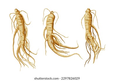 Fresh Ginseng root vector illustration  isolated on white background.Vector eps 10.