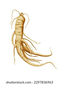 Fresh Ginseng root vector illustration  isolated on white background.Vector eps 10.