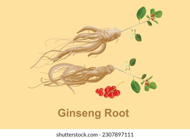 Fresh Ginseng root vector illustration with black pepper seed.