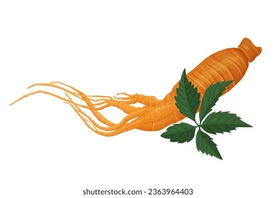 Fresh Ginseng root vector illustration isolated on white background.Vector eps 10.	