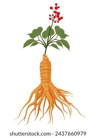 Ilustración fresca del vector de la raíz del ginseng aislado en fondo blanco. Vector eps 10.