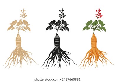 Fresh Ginseng root vector illustration isolated on white background.Vector eps 10.