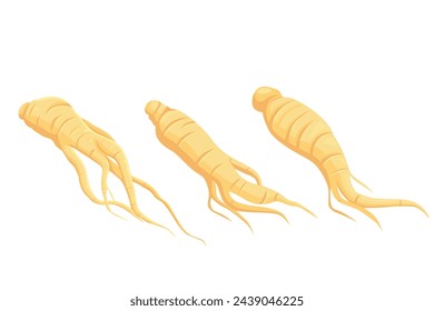 Fresh Ginseng root vector illustration isolated on white background.Vector eps 10.	