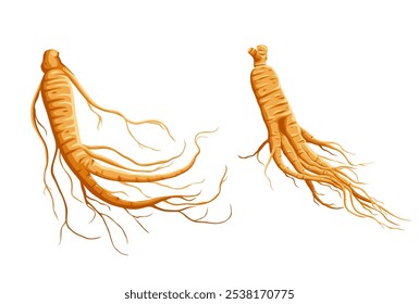 Fresh Ginseng root vector illustration isolated on white background.Vector eps 10.