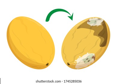 Fresh Good Melon Becomes Rotten Vector Isolated. Damaged Fruit. Food Waste, Fungus On The Product. Bad Smell.