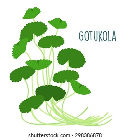 fresh gotukola  on withe backgruond vector illustration