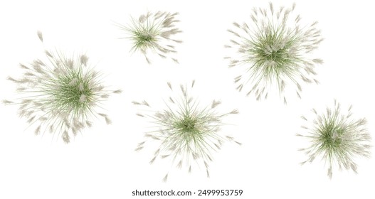 Fresh Gracillimus maiden hair grass panorama isolated on white background.top view