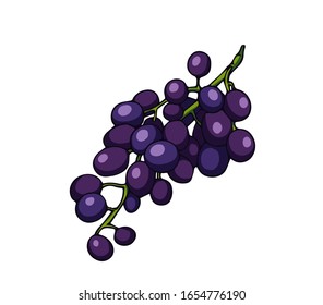 Fresh grape branch. Cartoon vector icon isolated on white background.