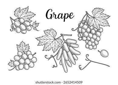 Aglomerados de Uvas Frescas com Folhas: Ilustração de Vetor de Frutas para Alimentação Saudável
