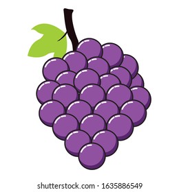fresh grape fruit illustration isolated vector 