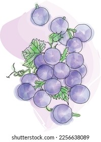 fresh grape with leaves, isolated, vector watercolor illustrated