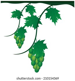 fresh grape vector design