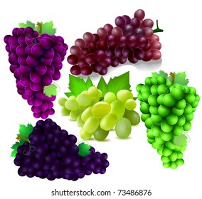 fresh  grapes illustration