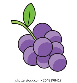 fresh grapes vector food illustration