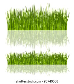 Fresh Grass Isolated