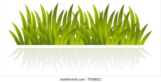 fresh grass isolated on white