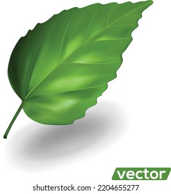 Hojas 3d verdes frescas aisladas en fondo blanco. diseño vectorial. 