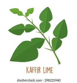 Fresh Green Aromatic Kaffir Lime Leaf Vector Illustration