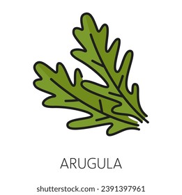 Fresh green arugula leaf herb outline icon. Vector rocket plant leaves, salad ingredient, organic vegetarian seasoning, fresh arugula herb