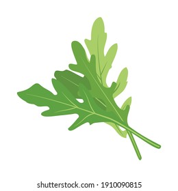 Fresh green arugula leaves isolated on white background. Rucola salad.Vector illustration.