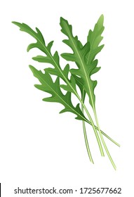 Fresh green arugula. Vector illustration.