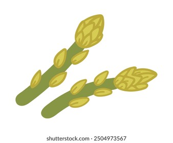 Fresh green asparagus. Healthy eating vegetable. Vector illustration isolated on white background