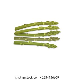 Fresh green asparagus isolated on a white background. Green asparagus illustration vector.