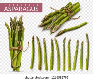 Fresh green asparagus spears realistic set with tied bunches and scattered stalks  against transparent background vector illustration