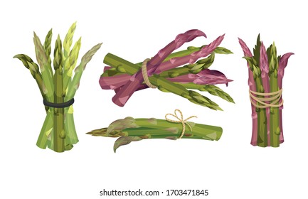Fresh Green Asparagus Spears Tied with Rope and Wrapped in Craft Paper Vector Set