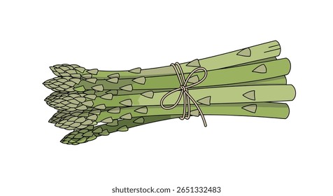 Lanças verdes frescas de espargos atadas com fio isolado em fundo branco ilustração vetor