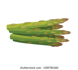 Fresh Green Asparagus Spears Vector Illustrated Plant