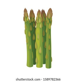 Fresh Green Asparagus Spears Vector Illustrated Plant