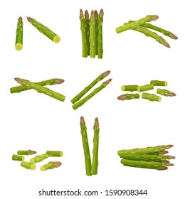 Fresh Green Asparagus Spears Vector Set with Scattered Stalks