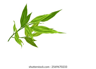 fresh green bamboo leaf icon illustration without background