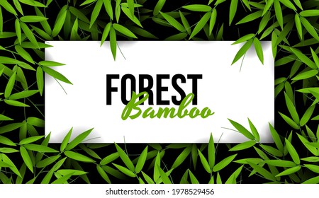 Fresh green bamboo stems and leaves. Spring or summer nature. Plant branch on a dark background. Promotional template. Abstract Design Element. Luxury banner background and place for text.