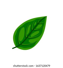 Fresh Green Basil Leaf Isolated On White Background. Vector Flat Natural Food Illustration