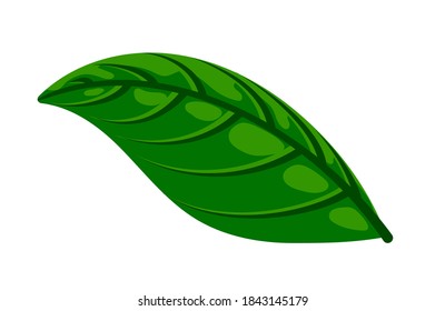 Fresh green basil leaf isolated on white. Flat natural fresh food herb leaves, cooking ingredient for pizza, pasta, pesto sauce. Vector illustration for web, menu, app, print