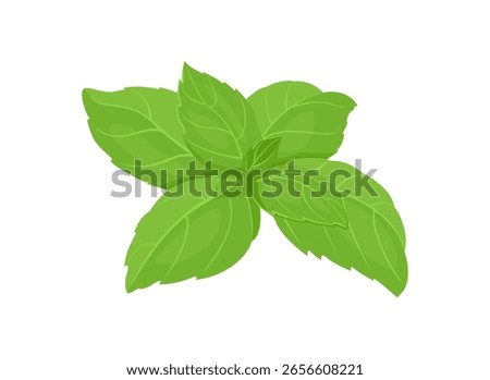 Fresh green basil leaf isolated on white background. Vector cartoon flat illustration. Fragrant herb icon.