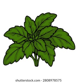 Fresh green basil leaf plant isolated vector illustration
