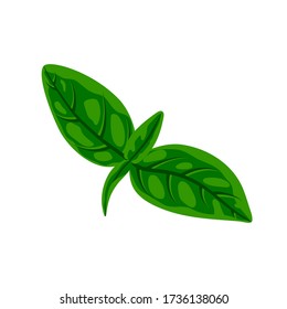 Fresh green basil leaves isolated on white. Flat natural fresh food herb leaf, cooking ingredient for pizza, pasta, pesto sauce. Vector illustration for web, menu, design, app, print