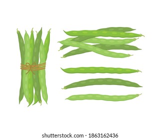 Fresh green beans vegetables. Vector illustration isolated