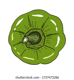 Fresh green bell pepper. Hand drawn vector vegetable illustration isolated on white background. Top view of capsicum. Tasty ingredient, topping, side dish. Vegetarian food drawing