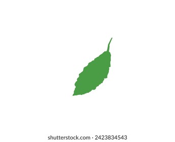 Melón amargo verde fresco sobre fondo blanco